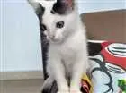 Gato raça Sem raça definida idade 2 a 6 meses nome Tutti