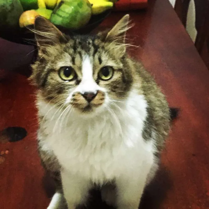 Gato ra a SRD idade 7 a 11 meses nome Nut