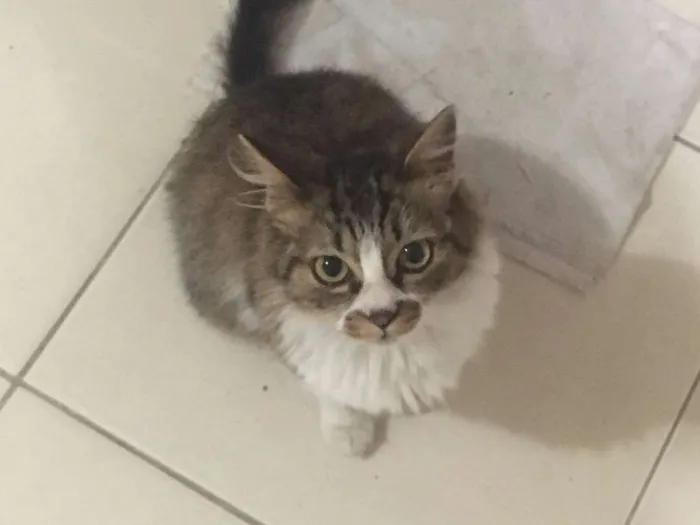 Gato ra a SRD idade 7 a 11 meses nome Nut