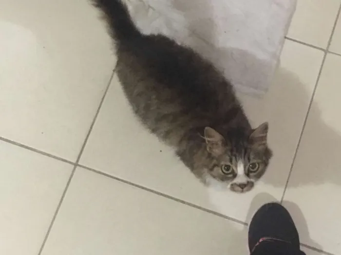 Gato ra a SRD idade 7 a 11 meses nome Nut