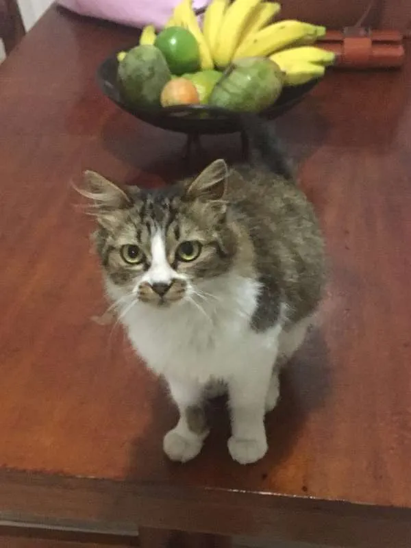 Gato ra a SRD idade 7 a 11 meses nome Nut