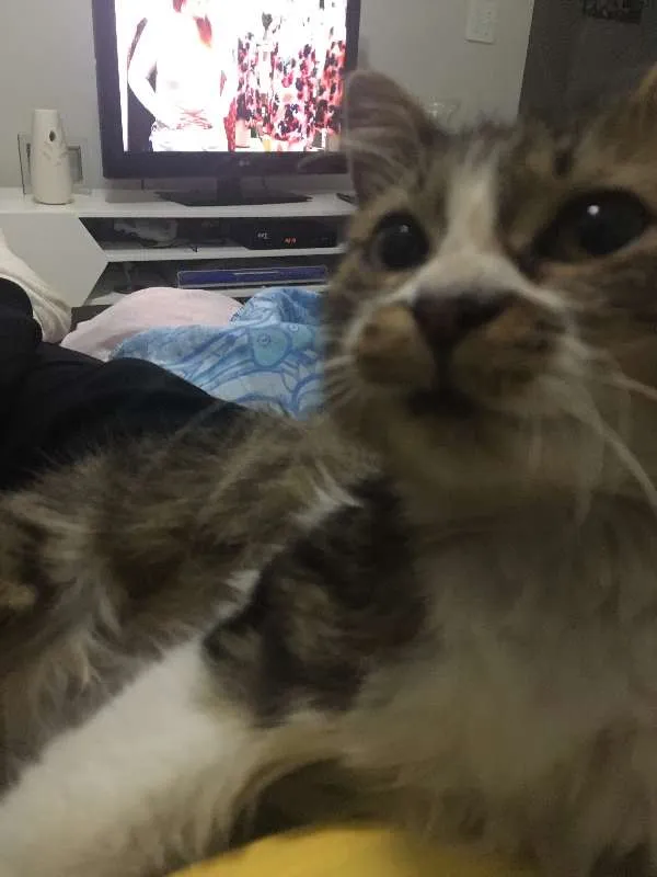 Gato ra a SRD idade 7 a 11 meses nome Nut