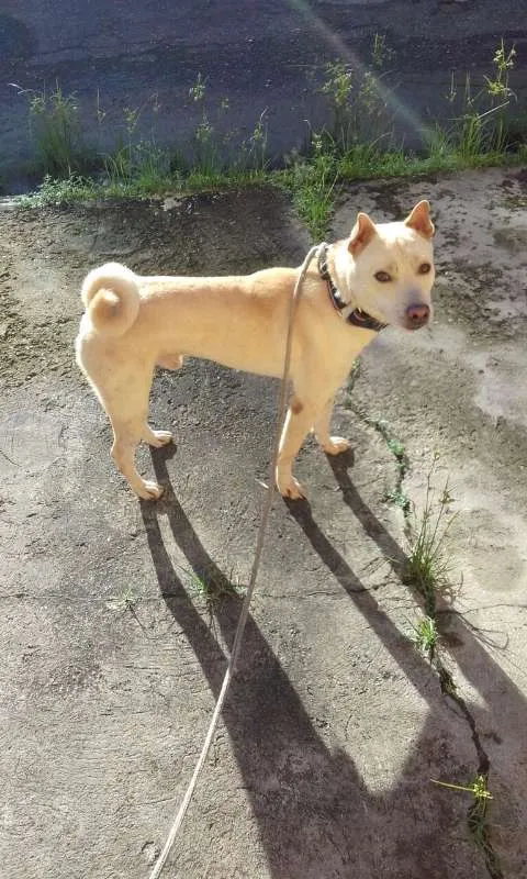 Cachorro ra a Mestiço de akita idade 5 anos nome Hobby 