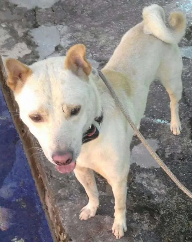 Cachorro ra a Mestiço de akita idade 5 anos nome Hobby 