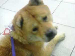 Cachorro raça Chiba idade  nome Roxinha