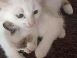 Gato raça Indefinida idade  nome Gato