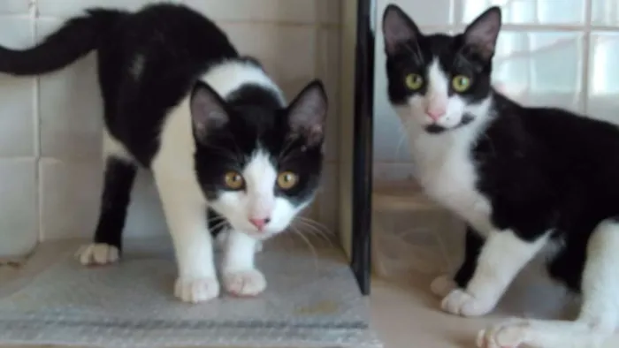 Gato ra a SRD idade 2 a 6 meses nome Timão e Timinho