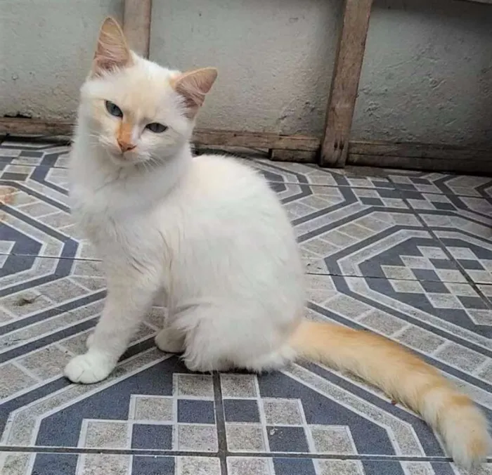 Gato ra a SRD idade 2 a 6 meses nome REBECA