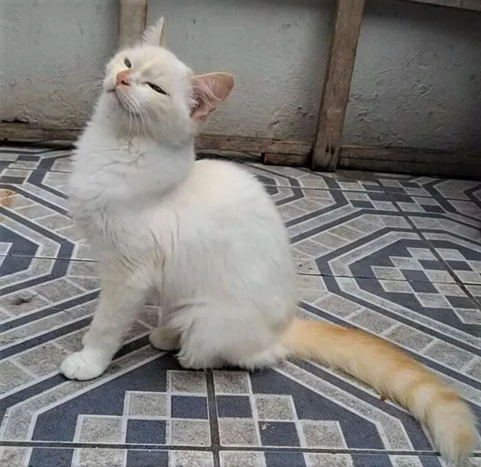Gato ra a SRD idade 2 a 6 meses nome REBECA