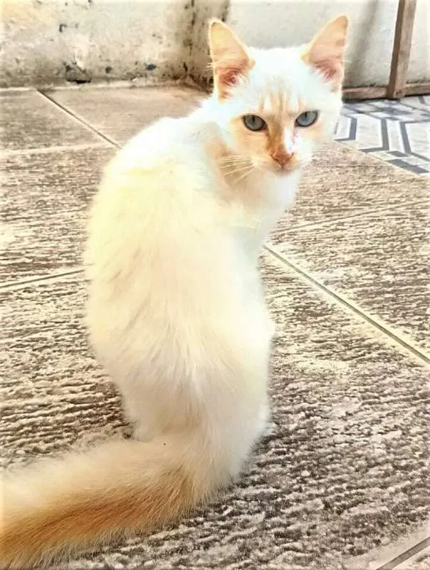 Gato ra a SRD idade 2 a 6 meses nome REBECA