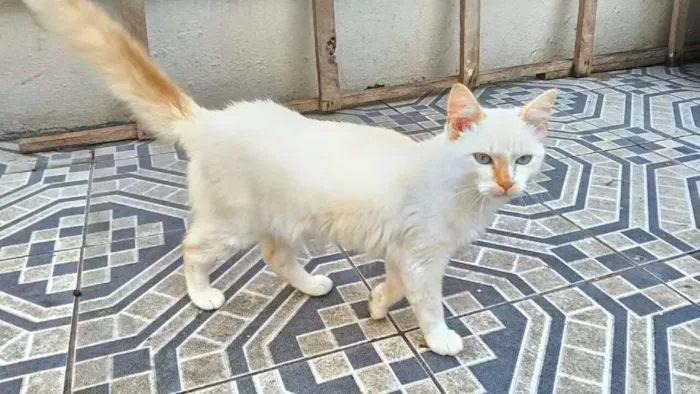 Gato ra a SRD idade 2 a 6 meses nome REBECA