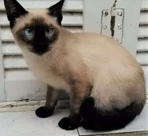 Gato raça Siamês idade 2 a 6 meses nome SIAMESINHO