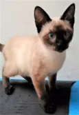 SIAMESINHO