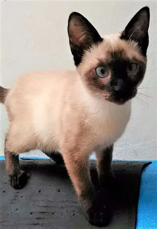 Gato ra a Siamês idade 2 a 6 meses nome SIAMESINHO