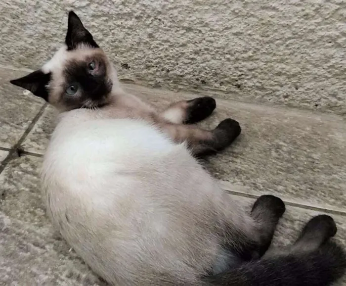 Gato ra a Siamês idade 2 a 6 meses nome SIAMESINHO