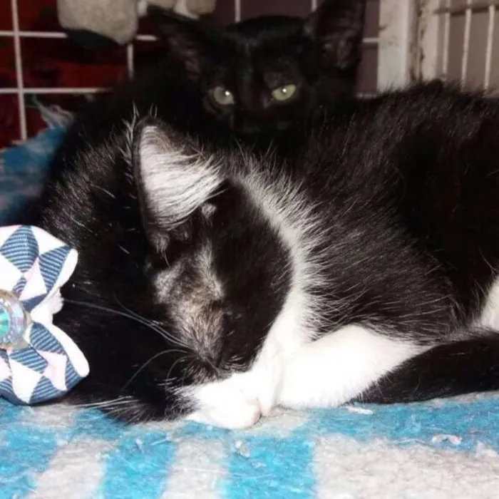 Gato ra a SRD idade 2 a 6 meses nome IRMÃZINHA E IRMÃOZIN