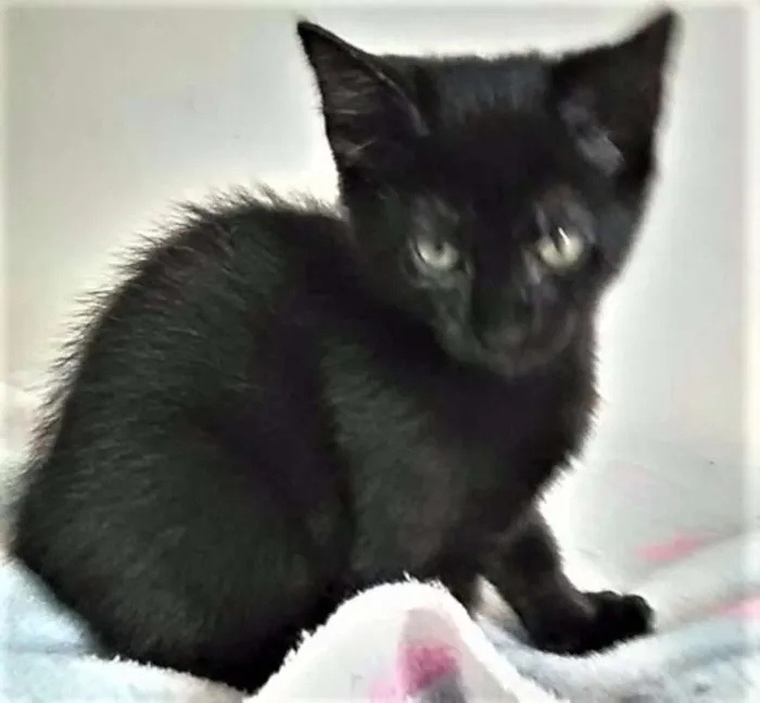 Gato ra a SRD idade 2 a 6 meses nome IRMÃZINHA E IRMÃOZIN