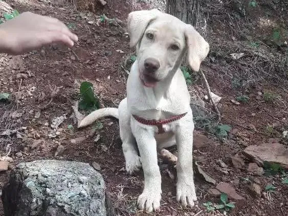Cachorro raça Labrador idade 2 a 6 meses nome Apollo