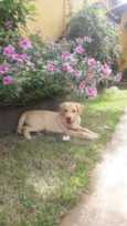Apollo
