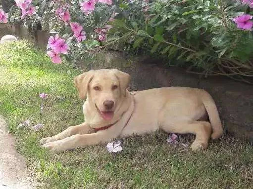 Cachorro raça Labrador idade 2 a 6 meses nome Apollo