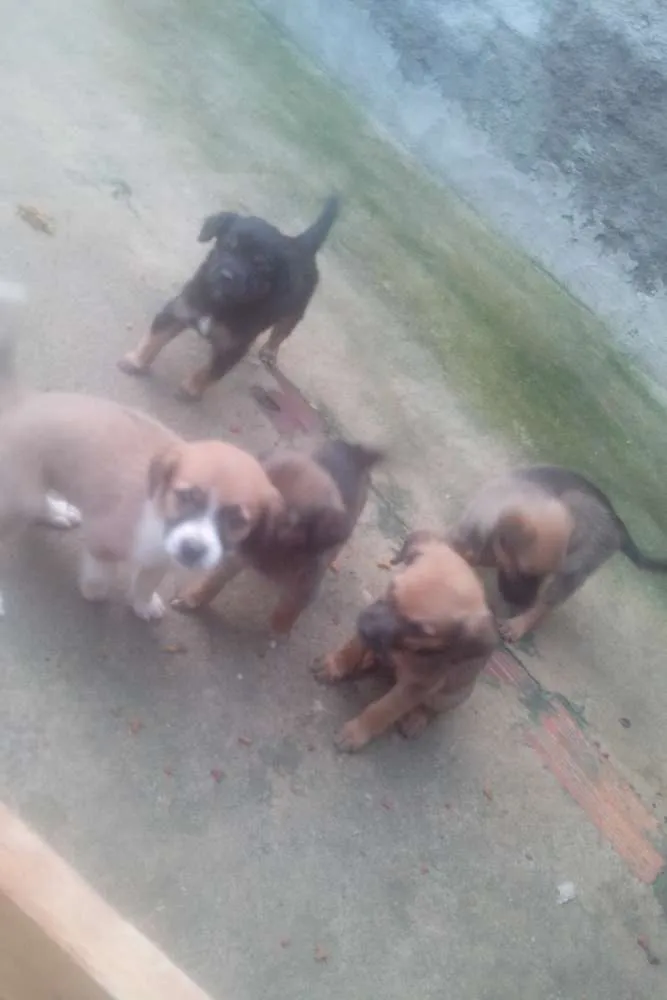 Cachorro ra a Vira lata idade Abaixo de 2 meses nome Marrom