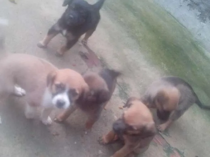 Cachorro ra a Vira lata idade Abaixo de 2 meses nome Marrom