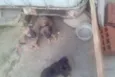 Marrom