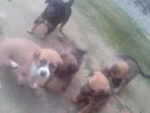 Cachorro raça Vira lata idade Abaixo de 2 meses nome Marrom