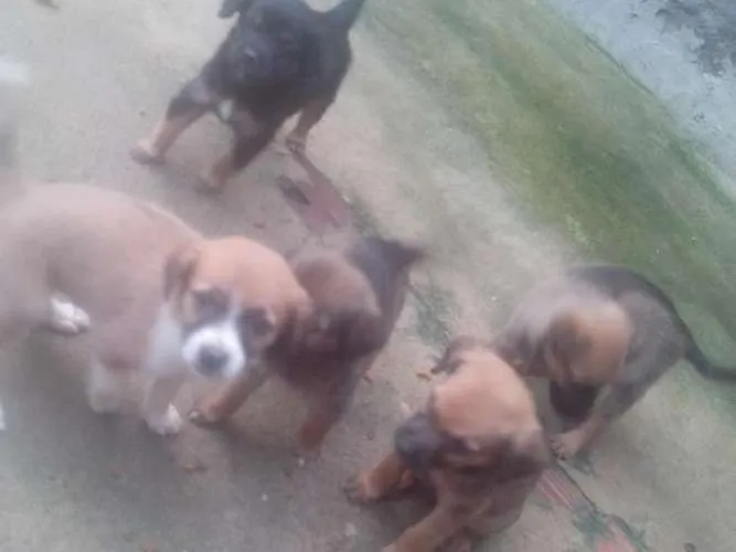 Cachorro ra a Vira lata idade Abaixo de 2 meses nome Marrom