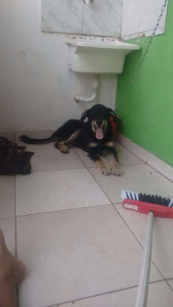 Cachorro ra a Misturado  idade 3 anos nome Esponja