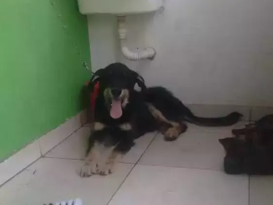 Cachorro ra a Misturado  idade 3 anos nome Esponja