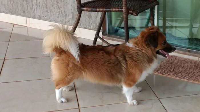 Cachorro ra a Mestiço idade 6 ou mais anos nome Max