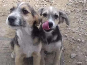Cachorro raça Indefinido  idade 2 a 6 meses nome Não coloquei nomes