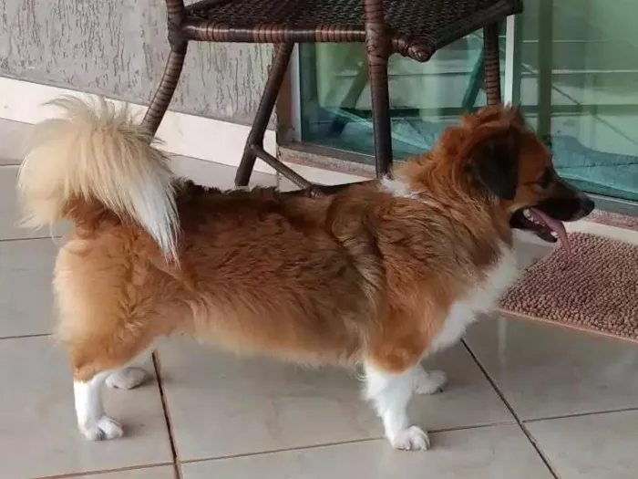 Cachorro ra a Mestiço idade 6 ou mais anos nome Max