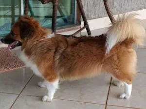 Cachorro raça Mestiço idade 6 ou mais anos nome Max