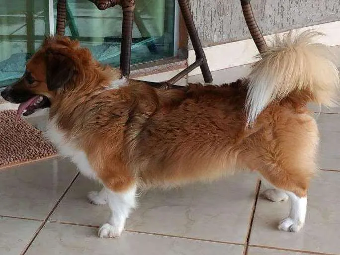 Cachorro ra a Mestiço idade 6 ou mais anos nome Max