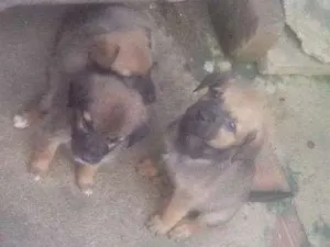 Cachorro raça Vira lata idade Abaixo de 2 meses nome Marrom