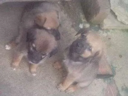 Cachorro ra a Vira lata idade Abaixo de 2 meses nome Marrom