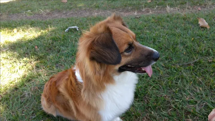 Cachorro ra a Mestiço idade 6 ou mais anos nome Max