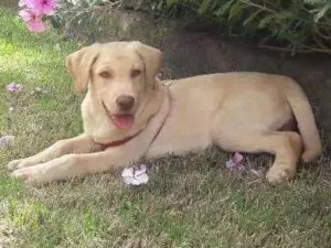 Cachorro raça Labrador idade 2 a 6 meses nome Apollo