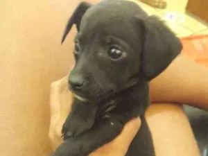 Cachorro raça nao definida idade Abaixo de 2 meses nome eles nao tem nomes 