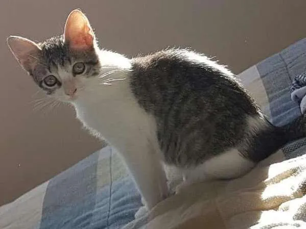 Gato ra a Vira lata idade Abaixo de 2 meses nome Sem nome