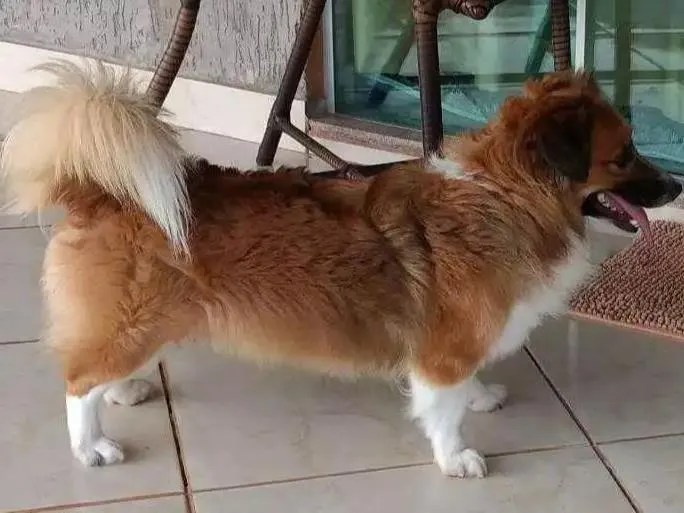 Cachorro ra a Mestiço idade 6 ou mais anos nome Max