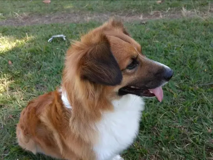 Cachorro ra a Mestiço idade 6 ou mais anos nome Max