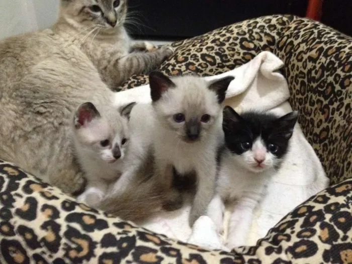 Gato ra a vira-lata e siamês idade 2 a 6 meses nome sem nome