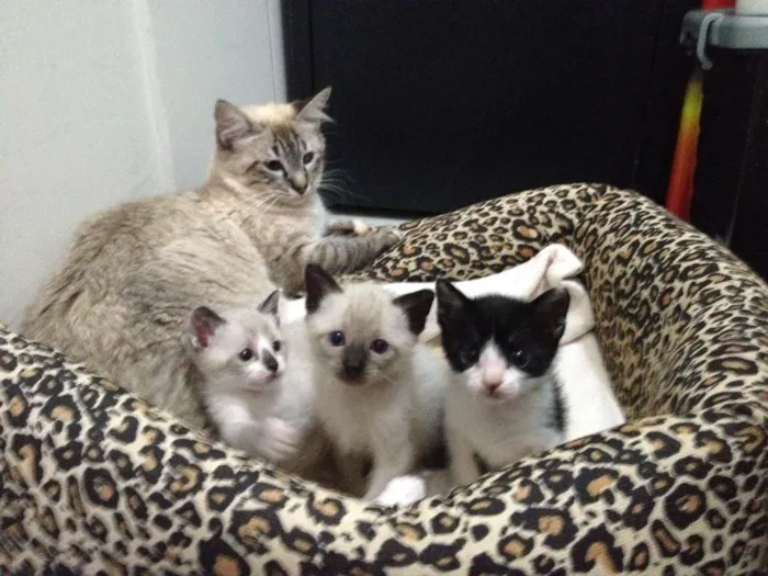 Gato ra a vira-lata e siamês idade 2 a 6 meses nome sem nome