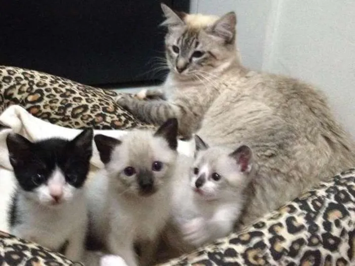 Gato ra a vira-lata e siamês idade 2 a 6 meses nome sem nome