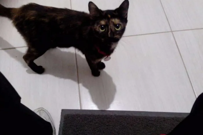Gato ra a Sem raça idade 2 a 6 meses nome Maya