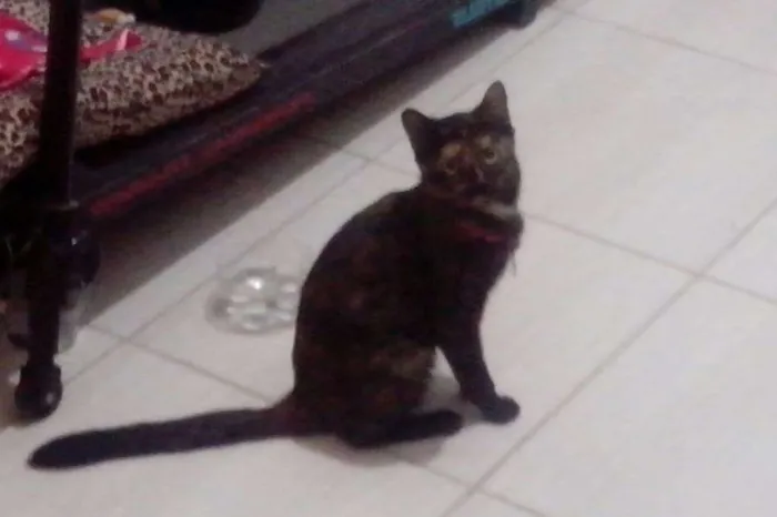 Gato ra a Sem raça idade 2 a 6 meses nome Maya