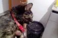 Maya